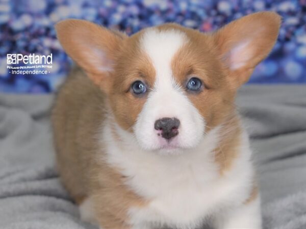 Pembroke Welsh Corgi DOG Female Fawn 2474 Petland Independence, Missouri