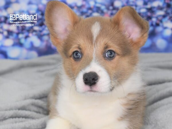 Pembroke Welsh Corgi DOG Male Fawn 2473 Petland Independence, Missouri