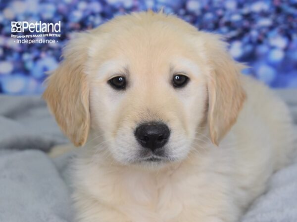 Golden Retriever DOG Male Light Golden 2472 Petland Independence, Missouri