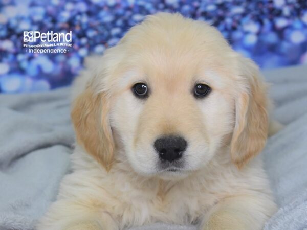 Golden Retriever DOG Male Light Golden 2471 Petland Independence, Missouri