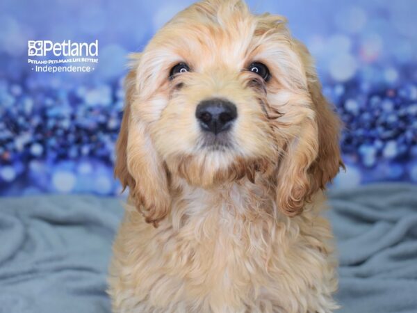 Cockapoo-DOG-Female-Light Golden-2392-Petland Independence, Missouri