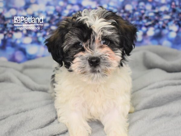 Havapoo DOG Male Sable and White 2476 Petland Independence, Missouri