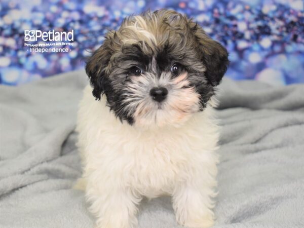 Havapoo-DOG-Male-Sable & White-2475-Petland Independence & Lee's Summit, MO