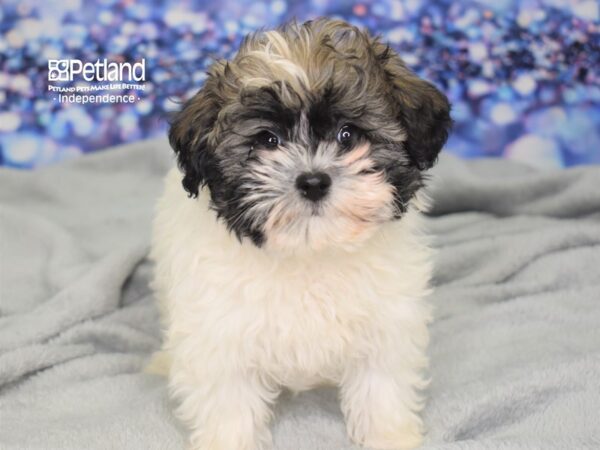 Havapoo DOG Male Sable & White 2475 Petland Independence, Missouri