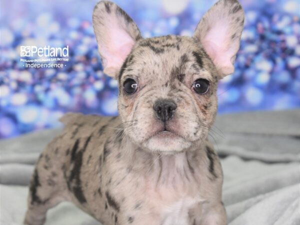 French Bulldog DOG Female Merle 2485 Petland Independence, Missouri