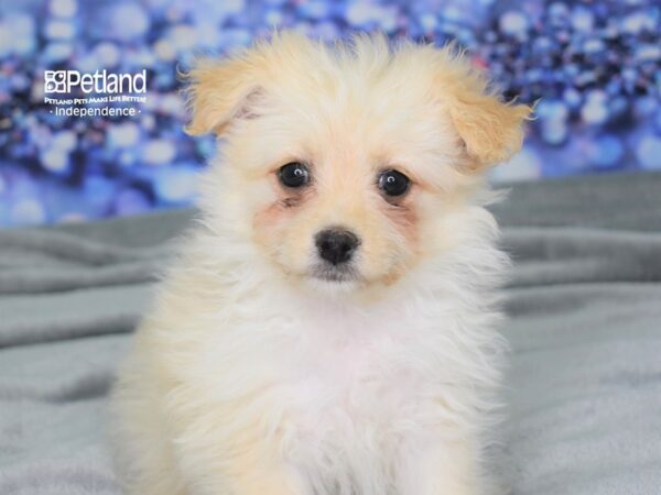 Pom-A-Poo DOG Female Cream 2481 Petland Independence, Missouri