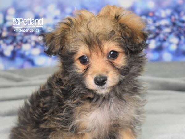 Pom-A-Poo DOG Female Sable 2482 Petland Independence, Missouri