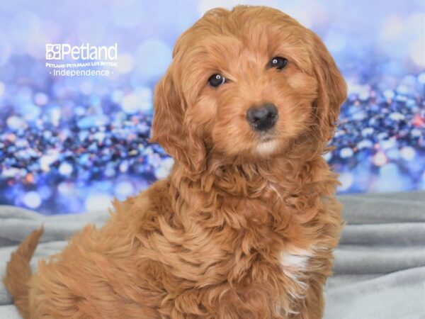 Miniature Goldendoodle 2nd Gen-DOG-Female-Dark Golden-2483-Petland Independence, Missouri