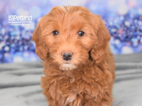 Miniature Goldendoodle 2nd Gen-DOG-Male-Dark Golden-2484-Petland Independence, Missouri