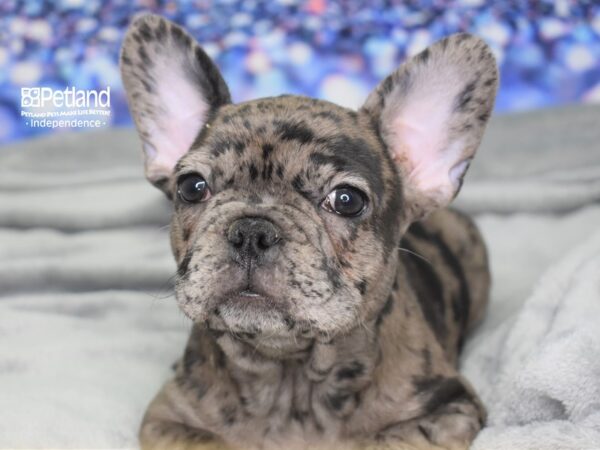 French Bulldog DOG Male Merle 2488 Petland Independence, Missouri