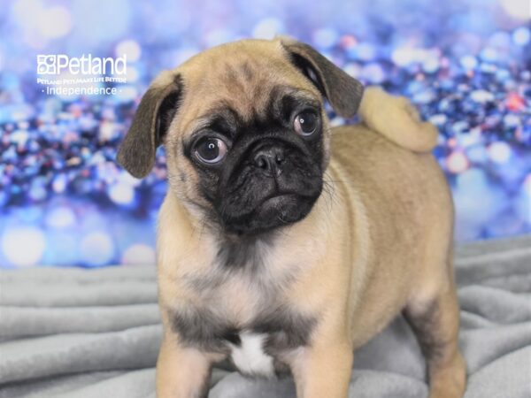 Pug DOG Male Fawn 2455 Petland Independence, Missouri