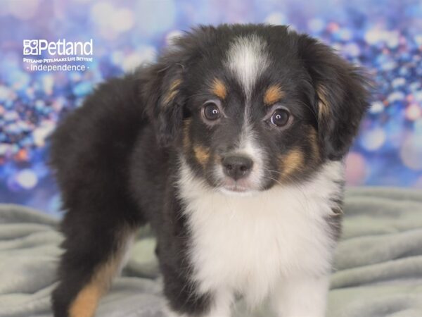 Toy Australian Shepherd DOG Female Black Tri 2430 Petland Independence, Missouri