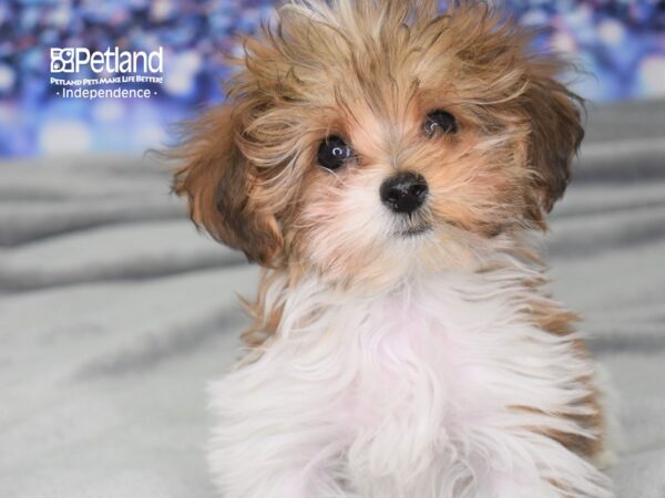 Yorkie-Poo-DOG-Male-Red and White Parti-2465-Petland Independence, Missouri