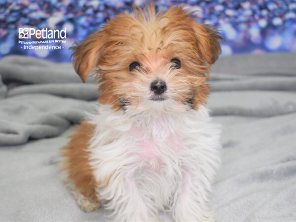 Yorkie-Poo DOG Male Red and White Parti 2464 Petland Independence, Missouri