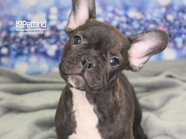 French Bulldog DOG Male Black Brindle 2487 Petland Independence, Missouri