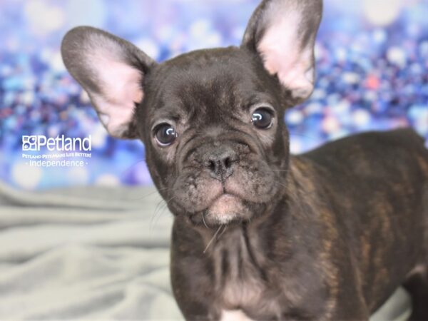 French Bulldog DOG Male Black Brindle 2486 Petland Independence, Missouri