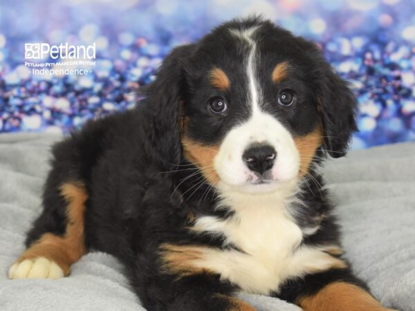 Bernese Mountain Dog DOG Female Black & Tan 2501 Petland Independence, Missouri