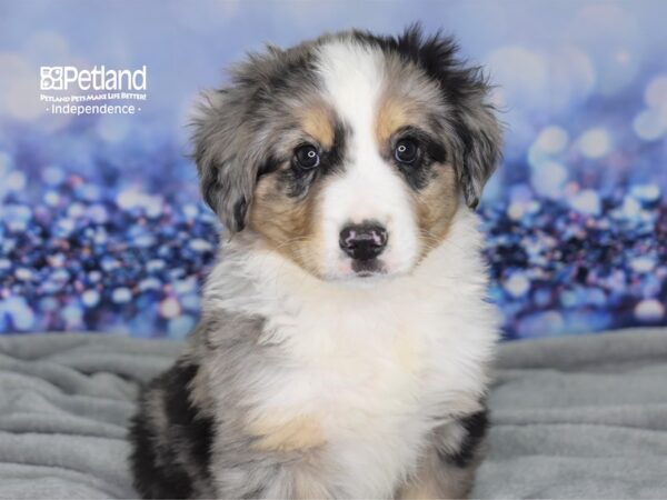 Minature Australian Shepherd-DOG-Male-Merle White Markings-2500-Petland Independence & Lee's Summit, MO