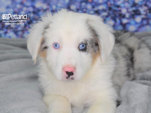 Minature Australian Shepherd DOG Male Merle White Markings 2499 Petland Independence, Missouri