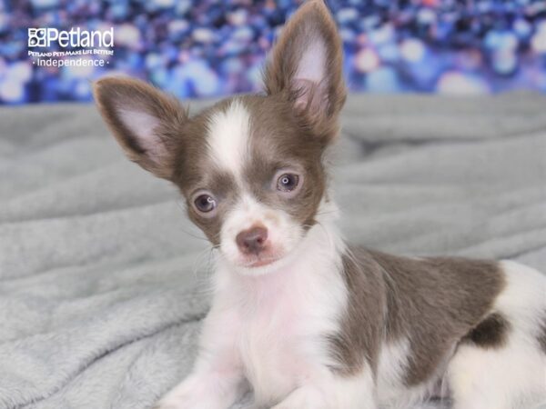 Chihuahua DOG Female Blue Fawn Piebald 2494 Petland Independence, Missouri