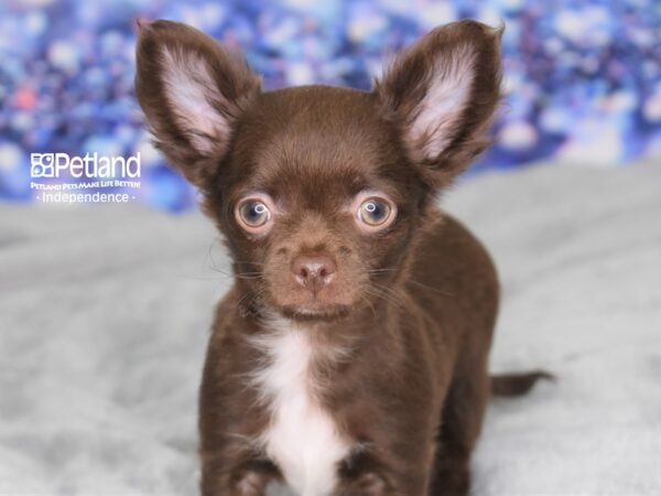 Chihuahua-DOG-Male-Chocolate-2491-Petland Independence, Missouri