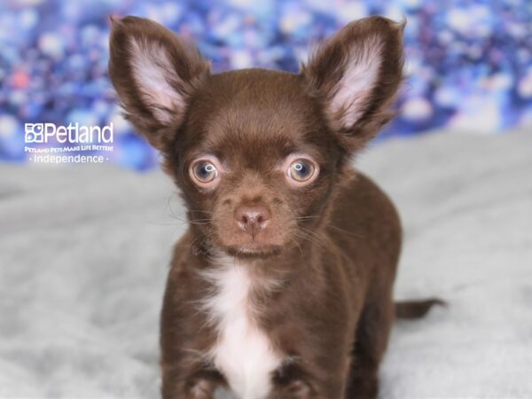 Chihuahua-DOG-Male-Chocolate-2491-Petland Independence & Lee's Summit, MO