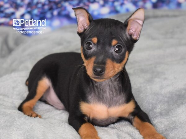 Miniature Pinscher DOG Male Black and Rust 2506 Petland Independence, Missouri