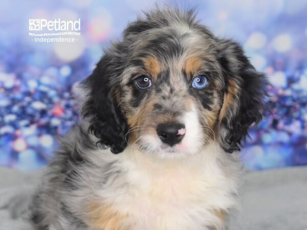 Miniature Aussiedoodle-DOG-Male-Blue Merle-2503-Petland Independence & Lee's Summit, MO