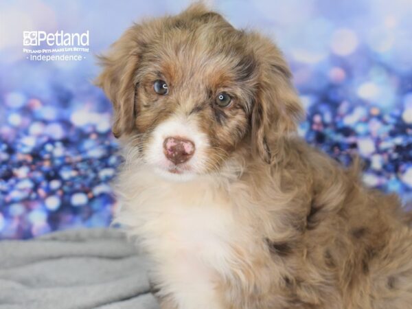 Miniature Aussiedoodle-DOG-Female-Red Merle-2504-Petland Independence, Missouri