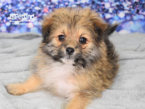 Pom-Poo DOG Male Sable 2502 Petland Independence, Missouri