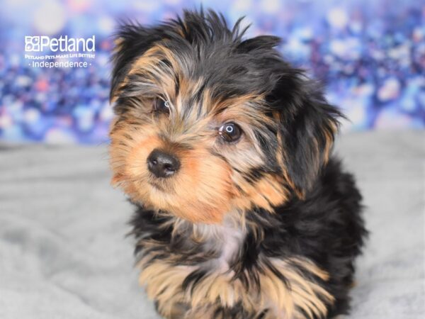 Yorkshire Terrier DOG Male Black & Tan 2498 Petland Independence, Missouri