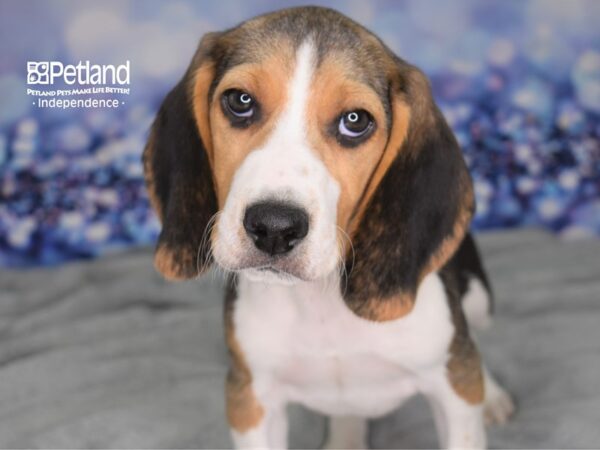 Beagle DOG Male Tri-Color 2495 Petland Independence, Missouri