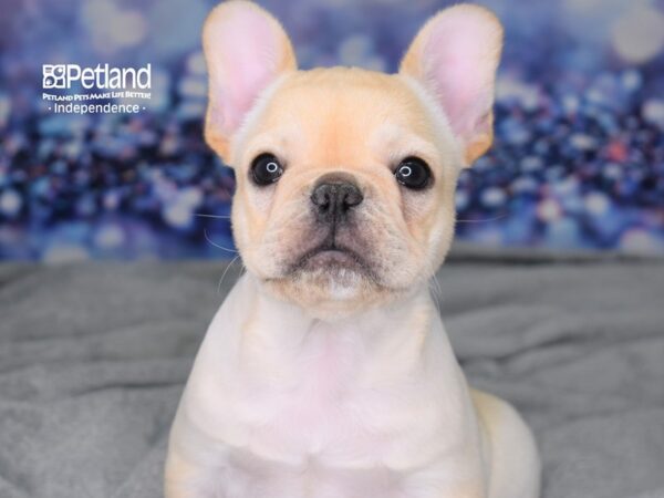 French Bulldog-DOG-Male--2489-Petland Independence & Lee's Summit, MO