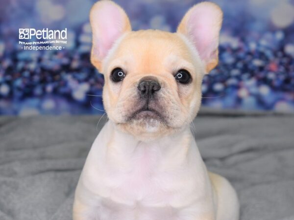 French Bulldog-DOG-Male--2489-Petland Independence, Missouri