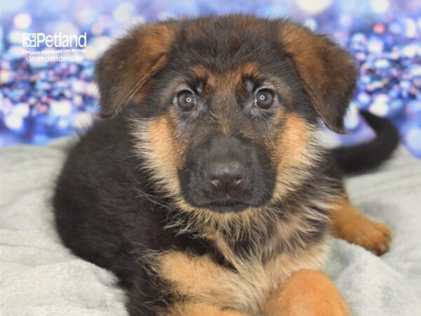 German Shepherd-DOG-Male-Black & Red-2507-Petland Independence & Lee's Summit, MO