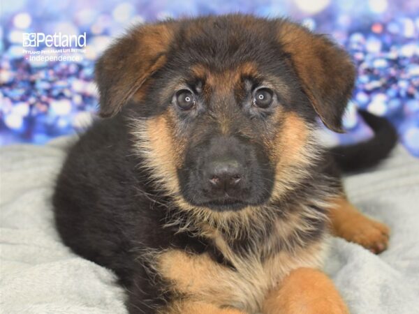 German Shepherd DOG Male Black & Red 2507 Petland Independence, Missouri