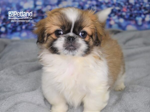 Pekingese DOG Female Sbl 2496 Petland Independence, Missouri