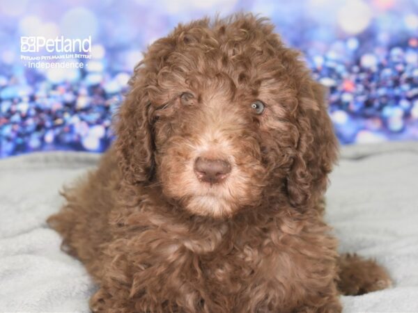 Sheepadoodle-DOG-Female-Chocolate-2514-Petland Independence, Missouri