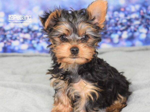 Yorkshire Terrier DOG Female Black and Tan 2513 Petland Independence, Missouri