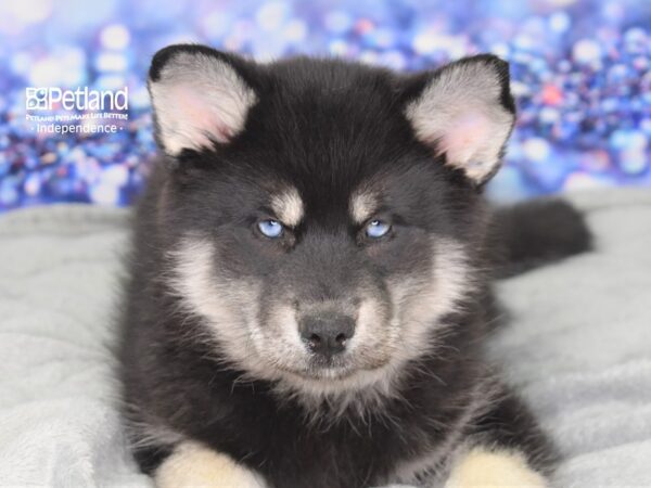 Pomsky-DOG-Male-Black and Tan-2511-Petland Independence, Missouri