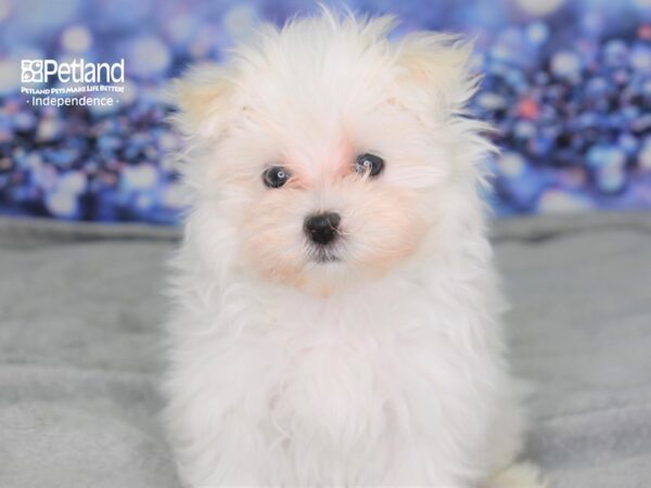 Maltese-DOG-Female-White-2512-Petland Independence & Lee's Summit, MO