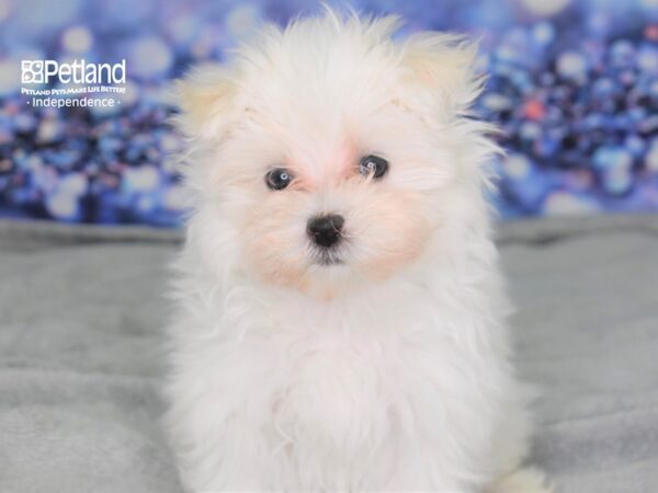 Maltese DOG Female White 2512 Petland Independence, Missouri