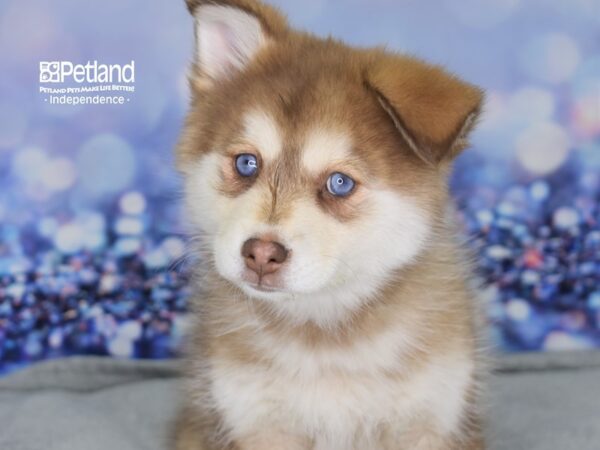 Pomsky DOG Female Red & White 2515 Petland Independence, Missouri