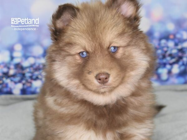 Pomsky-DOG-Female-Chocolate & Tan-2516-Petland Independence, Missouri