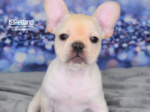 French Bulldog DOG Male Cream 2517 Petland Independence, Missouri