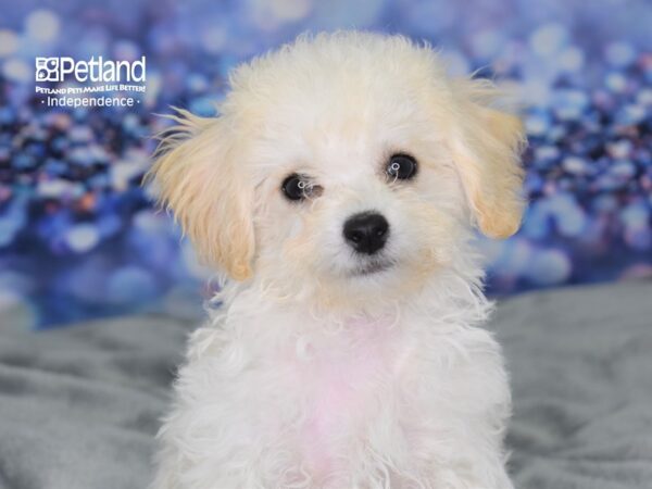 Bichon-Poo DOG Female Cream 2519 Petland Independence, Missouri