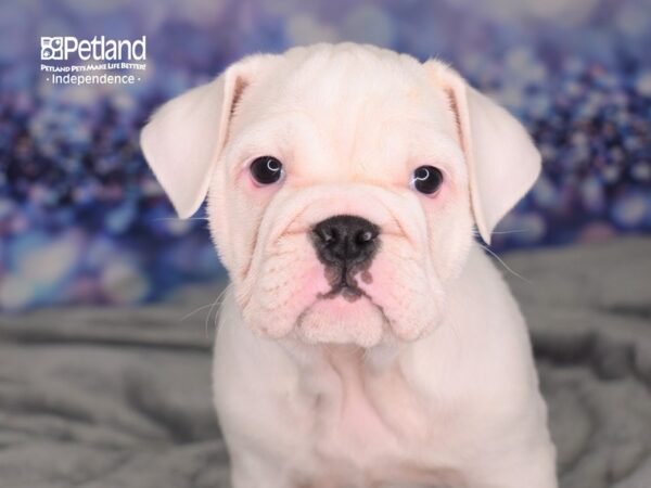 Miniature Bulldog-DOG-Female-White-2523-Petland Independence, Missouri