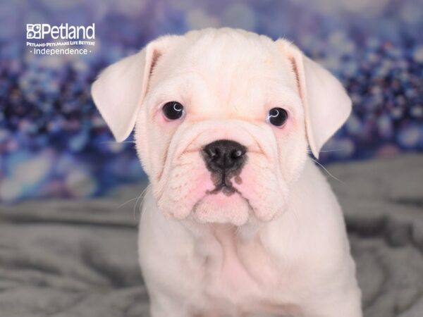 Miniature Bulldog-DOG-Female-White-2523-Petland Independence & Lee's Summit, MO