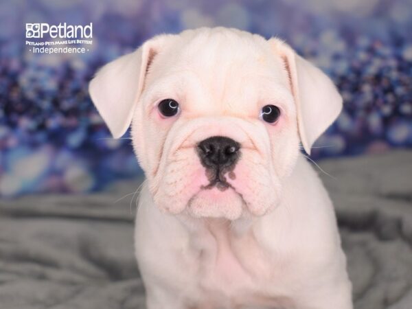 Miniature Bulldog DOG Female White 2523 Petland Independence, Missouri