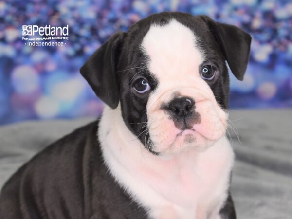 Miniature Bulldog DOG Male Black & White 2524 Petland Independence, Missouri